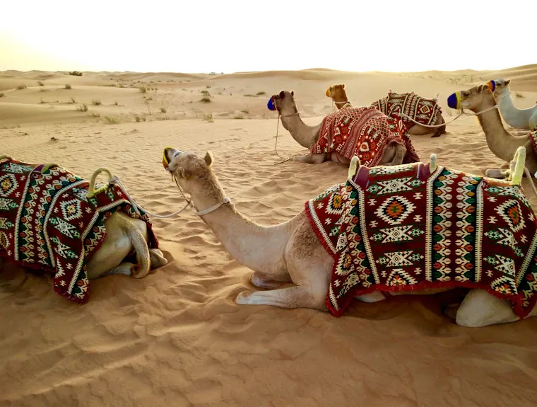 Overnight Desert Camping in Dubai: photo 3
